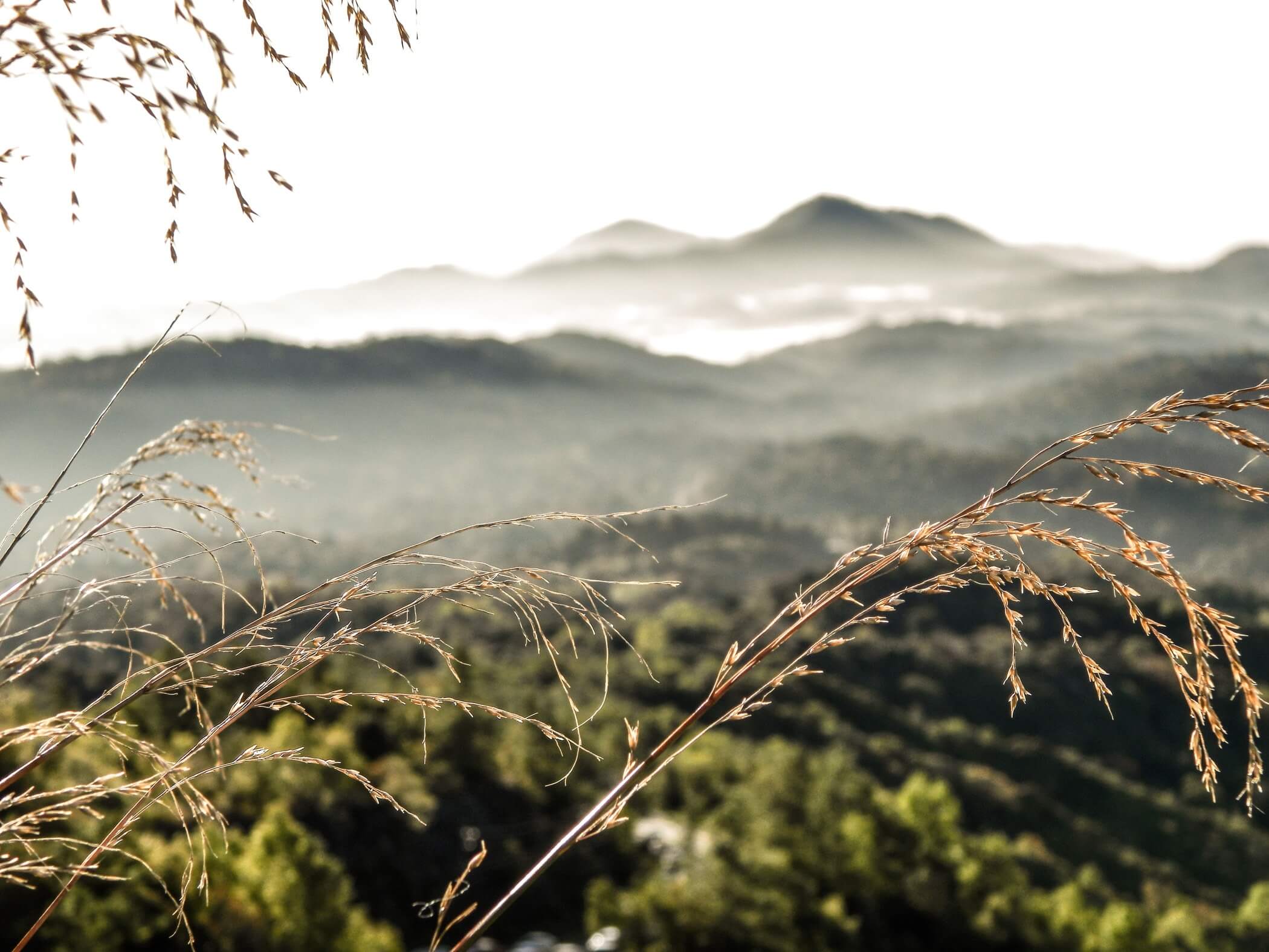 brush close up in foggy mountains