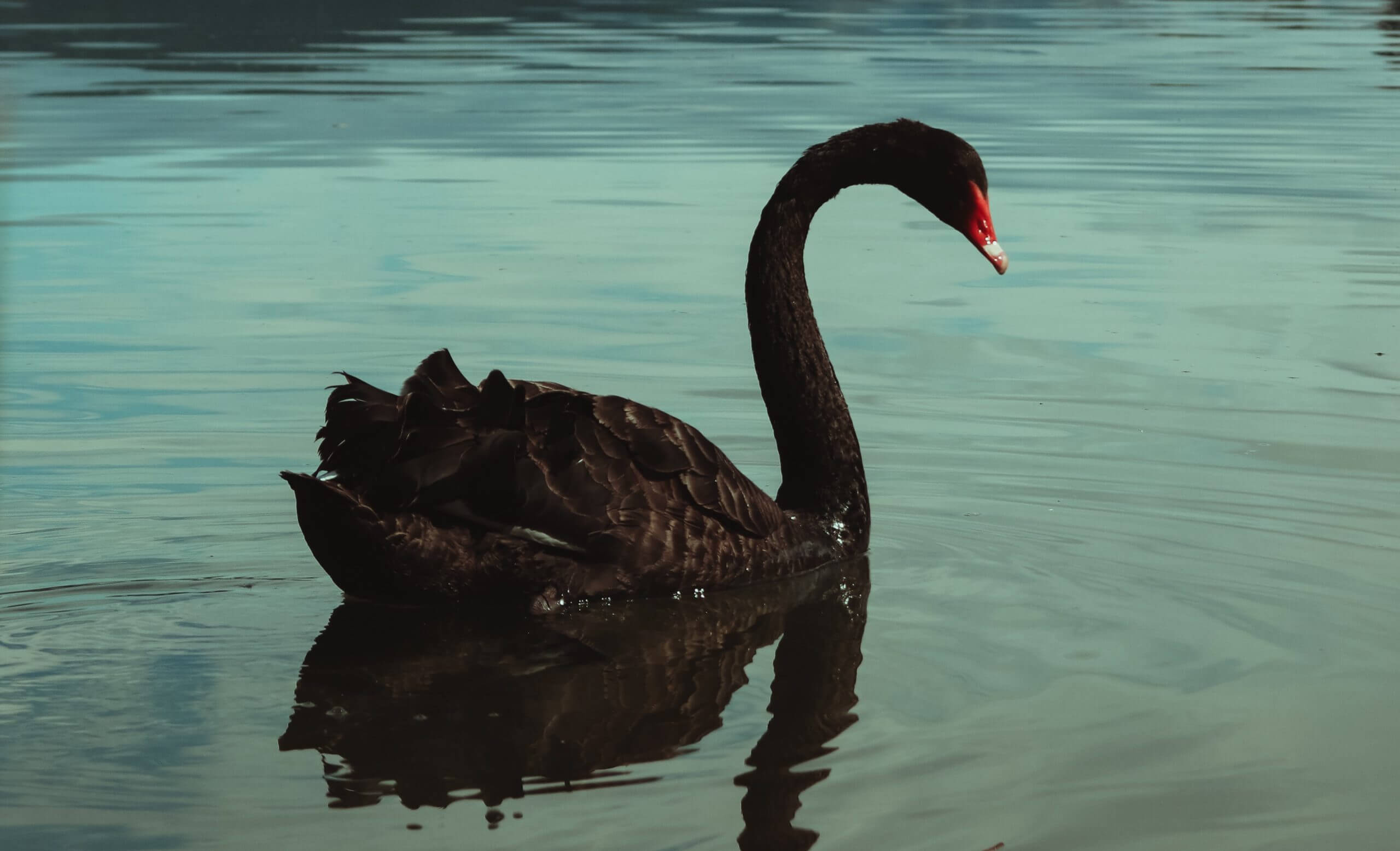 ønske nedsænket Indrømme The Black Swan of Leadership - The Emotional Leader - Leadership Circle
