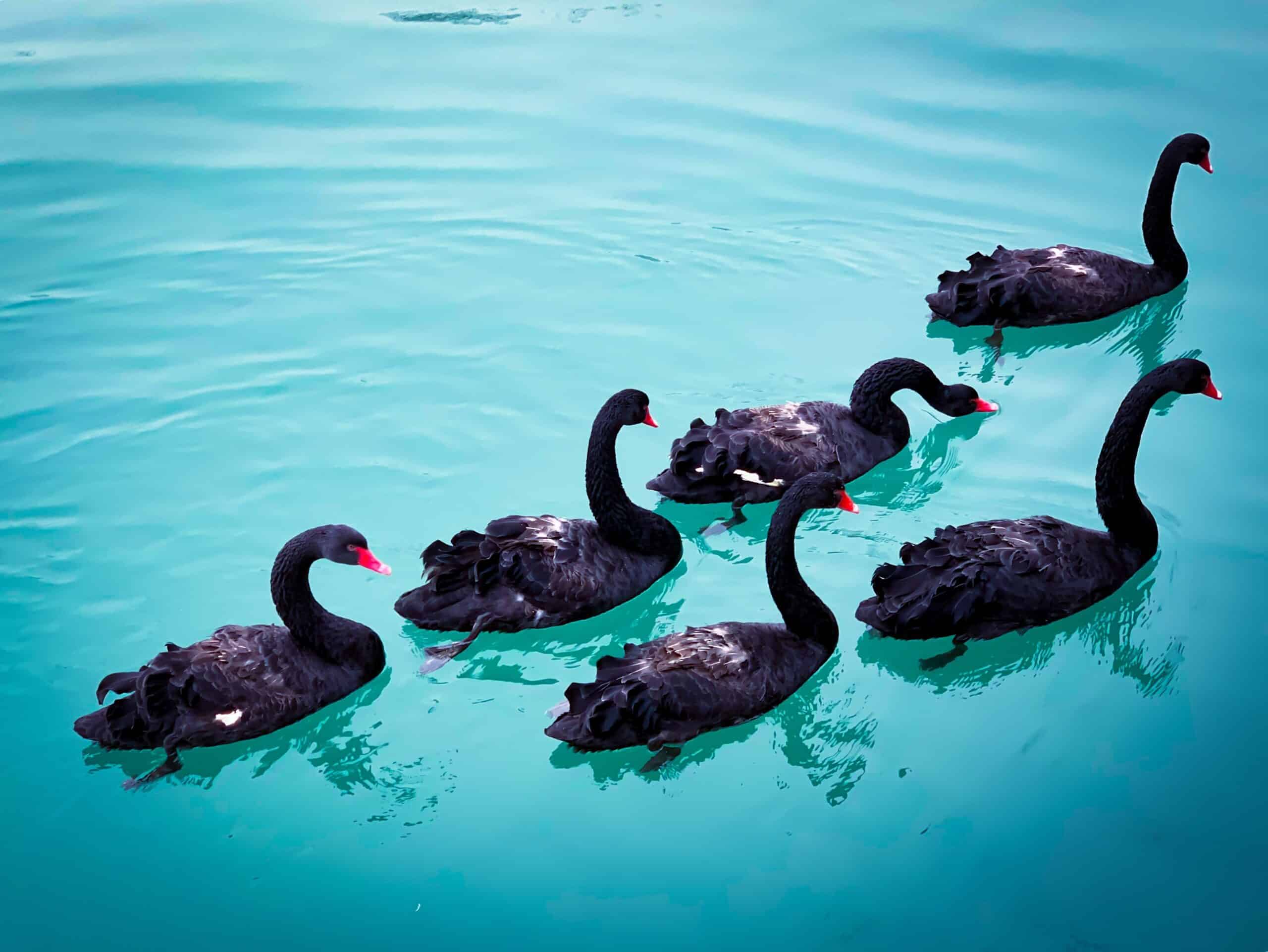 Banke Sig til side Garderobe Black Swans – From the Exception to the Rule - Leadership Circle