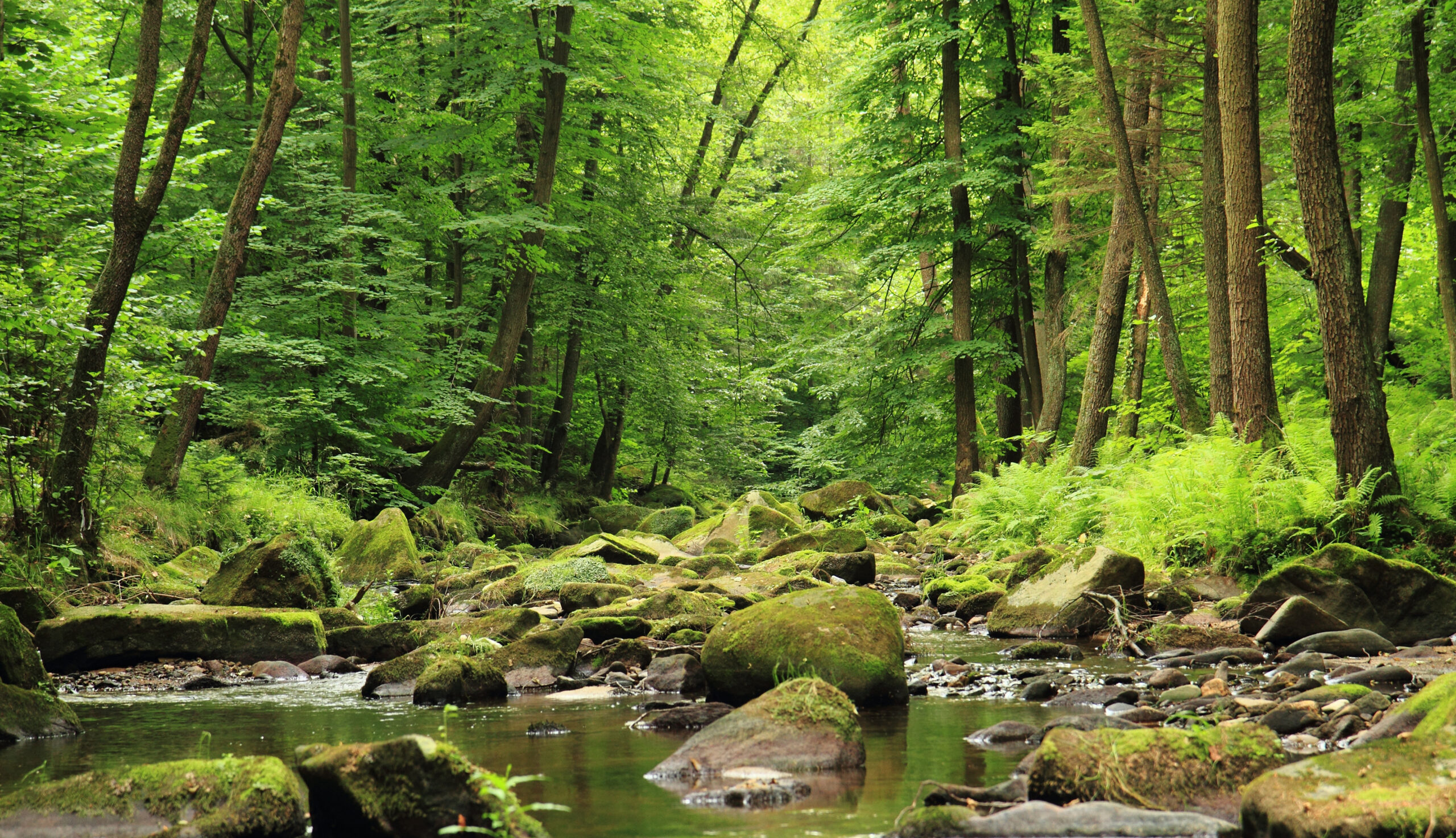 LEADERSHIP RESILIENCE-STEP ONE